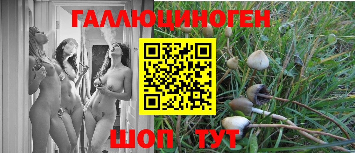 Гудермес  Галлюциногенные грибы Psilocybine cubensis  Псилоцибиновые грибы прущие грибы  Вход с VPN 